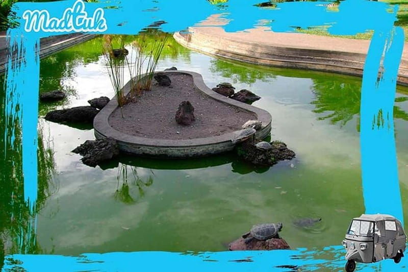 Madeira: Botanical Gardens + Old Town Tuk-Tuk Tour by MadTuk - Discovering Madeira’s Botanical Gardens with a tuk-tuk