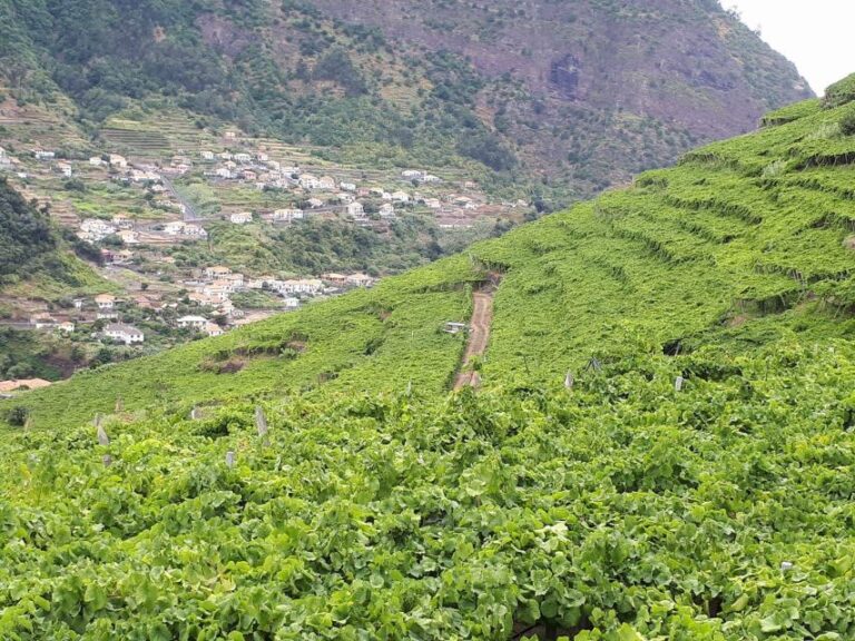 Madeira: Cabo Girão, Wine Tasting, & Serra d’Água Jeep Tour