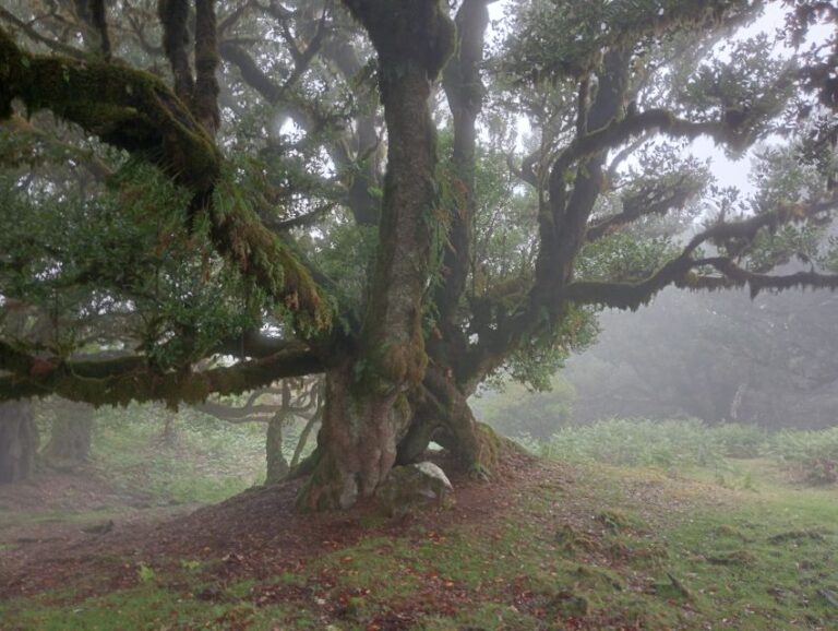Madeira: Fanal Forest Guided Hiking Tour