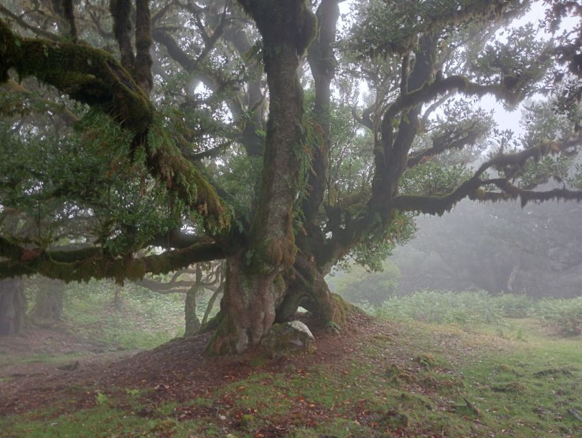 Madeira: Fanal Forest Guided Hiking Tour - An In-Depth Look at the Fanal Forest Guided Hike