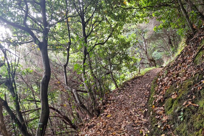 Madeira Porto da Cruz to Machico Self Hiking Tour with Transfer - Good To Know