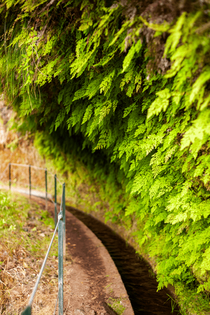 Madeira: PR 18 – Levada do Rei Hike Transfer