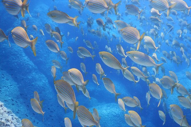 Marine Biology & Snorkelling Experience in the Cinque Terre - Discovering Monterosso and Its Marine Ecosystem