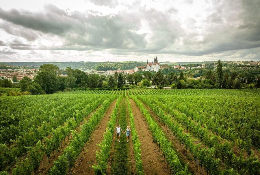Meissen: Wine hike in the Proschwitz vineyards incl. 3-person wine tasting - What to Expect From the Wine Hike in Meissen