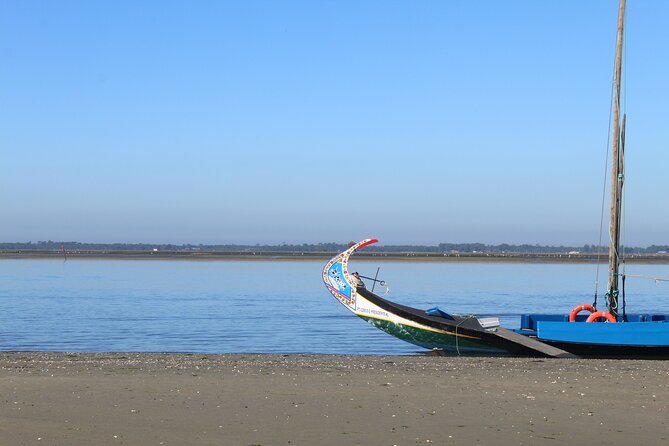 Moliceiro boat trip, with experience in bivalves harvesting