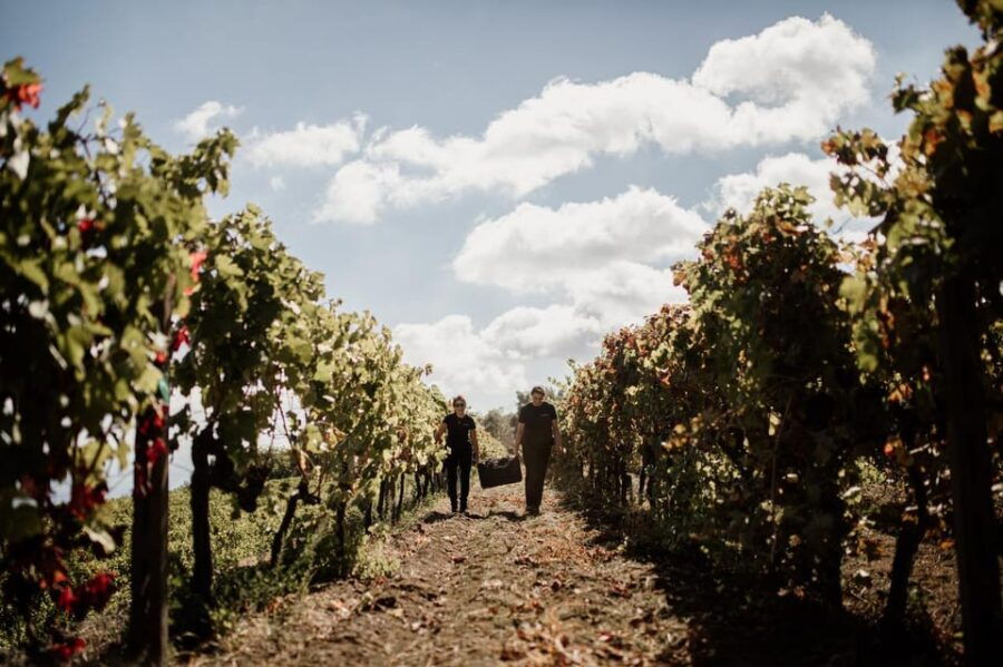 Mount Etna: Summit Craters Tour and Wine Tasting - Transportation and Group Size