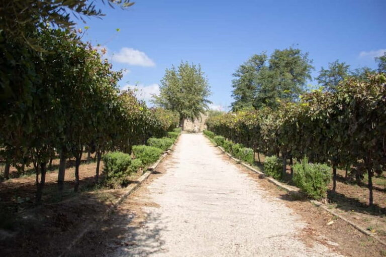 Naples Tuk Tuk Experience: Panoramas and Vineyards.