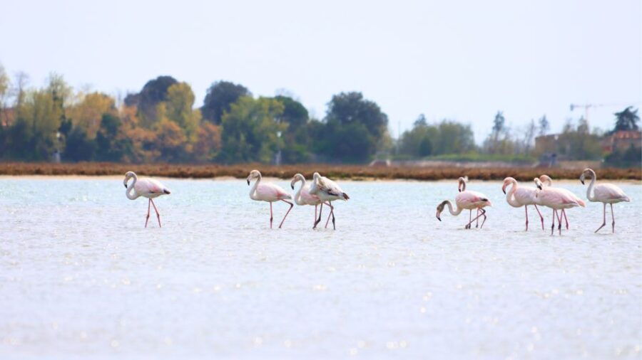 Nature Kayak Tour: Exploring Europes Largest Lagoon - Introduction