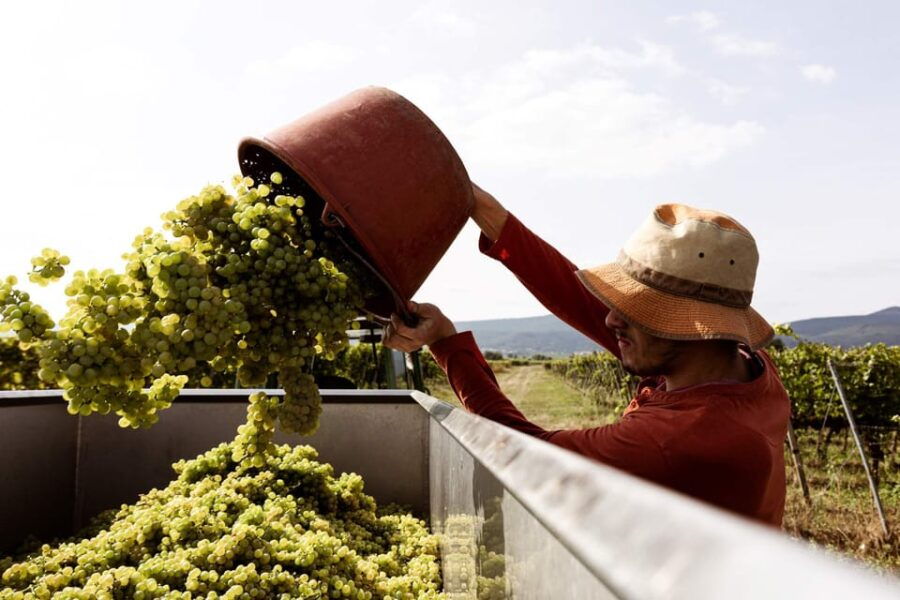 Neustadt: Wine tasting with cellar tour and vineyard tour - Good To Know