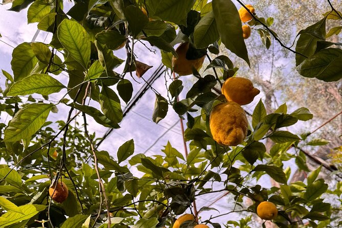 Nonna Concettina Sorrento Lemon Tour