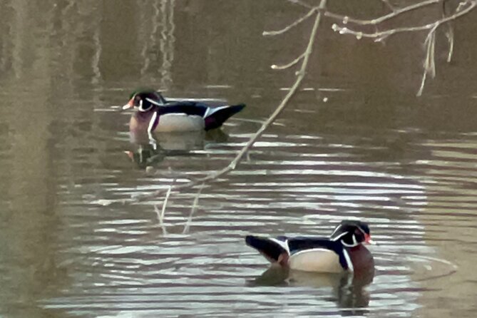 NYC Beginner Private Birdwatching Tour
