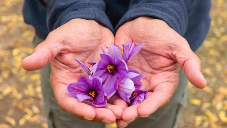 Olmedo: saffron workshop with shepherd and tasting
