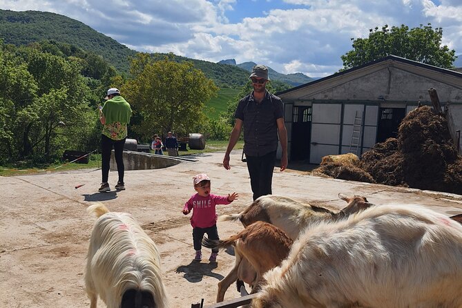 One day cheese making and tasting experience - Good To Know