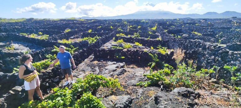 Pico Wine Tours