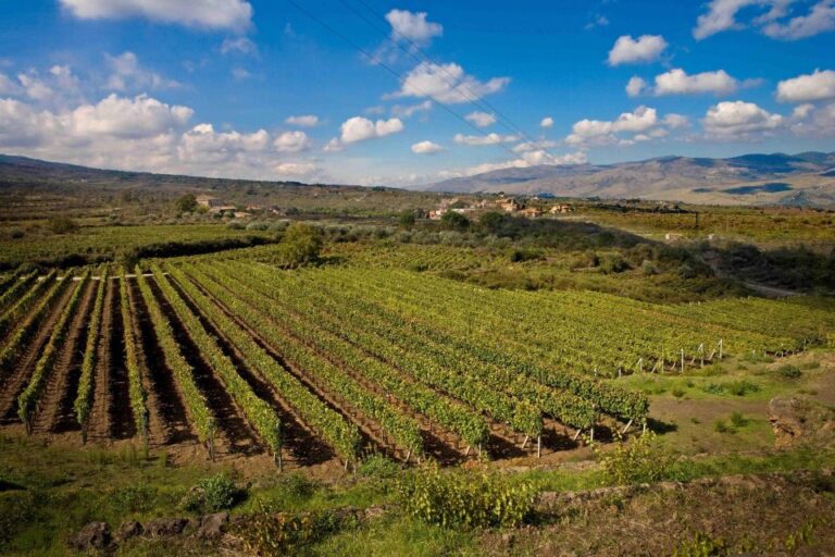 Piedimonte Etneo: Etna Wine Train Tour & Sicily Wine tasting