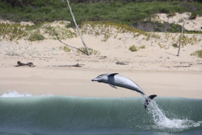 Plettenberg Bay: Dolphin and Marine Boat Tour