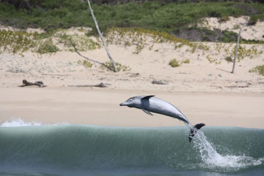 Plettenberg Bay: Dolphin and Marine Boat Tour - An In-Depth Look at the Plettenberg Bay Dolphin and Marine Boat Tour