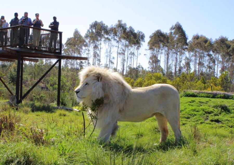 Plettenberg Bay: Wild Cat and Wildlife Guided Tour - What to Expect from the Experience
