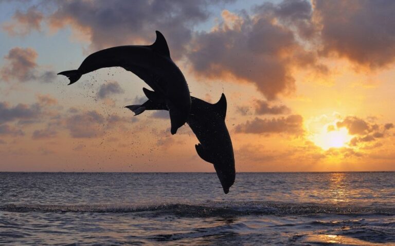Pore: Private Snorkeling Tour with Dolphin-Watching