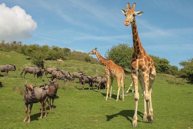 Port Lympne Day Ticket - What You Can Expect from the Port Lympne Day Experience