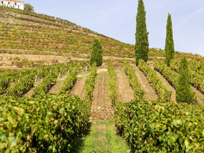 Porto: Douro Valley Tour with 3 vineyards and lunch. - The Experience Itself: A Deep Dive into Every Moment