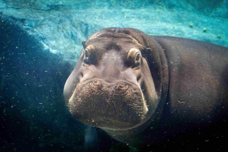 Prague Zoo: Skip-the-Line Entry Ticket
