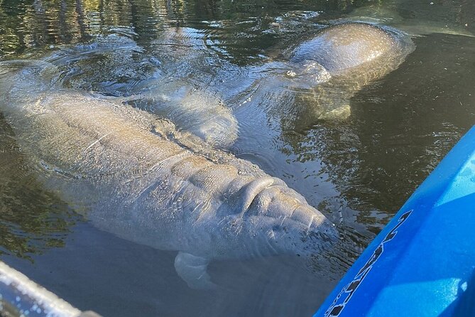 Private Chassahowitzka River Exploration kayak tour - Good To Know