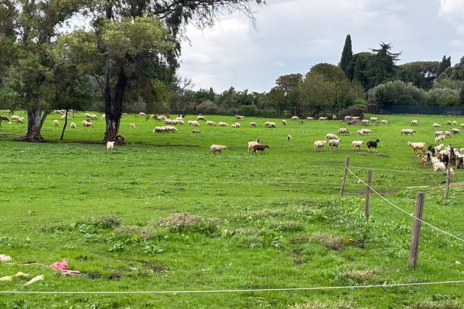 Private E-bike tour of Appian way, Aqueduct & catacombs with food