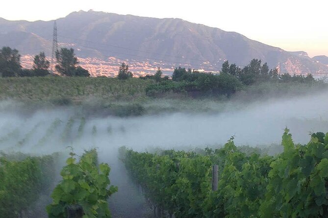 Private Educational Wine Tour, dedicated sommelier and trasport