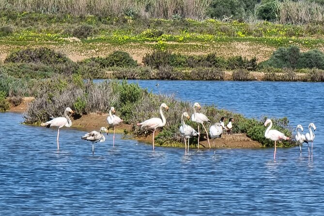Private Guided kayak Tour/Birdwatching/Nature Tour. - The Experience: What Can You Expect?