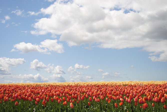 Private Half-Day Trip From Amsterdam to The Tulip Fields in Keukenhof - An In-Depth Look at the Experience