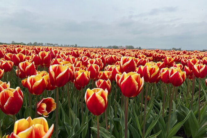 Private transfer Schiphol (AMS) to or from Rotterdam - The Experience in Detail