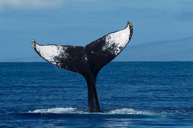 Private Whale Watching Tour of Oahu - Good To Know