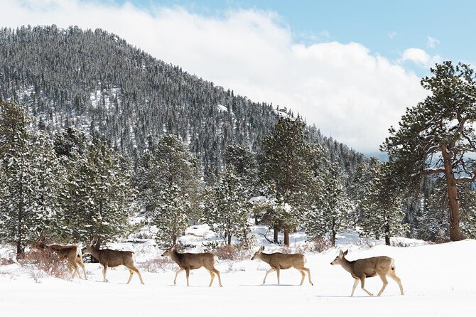 Private Winter Tour + Sledding in Rocky Mountain National Park