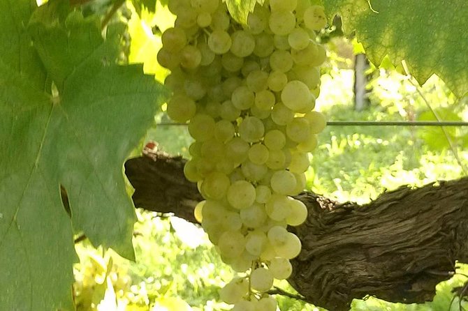 Prosecco Tour and Tasting from Venice - Good To Know