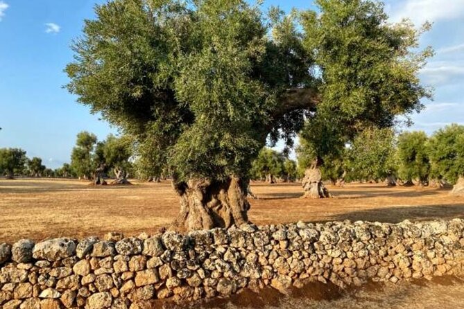 Puglia Olive Oil Tasting Experience with Olive Grove Walk - Good To Know