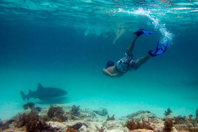 Reef Explorer Half Day Trip - The Sum Up