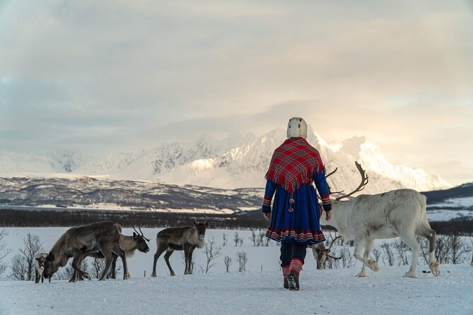 Reindeer Feeding and Sami Culture Afternoon Departure