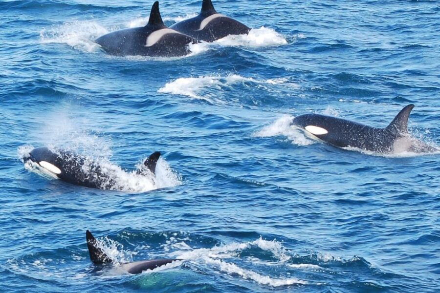 Reykjavik: the Original 3-Hour Whale Watching Tour - An Overview of the Whale Watching Adventure
