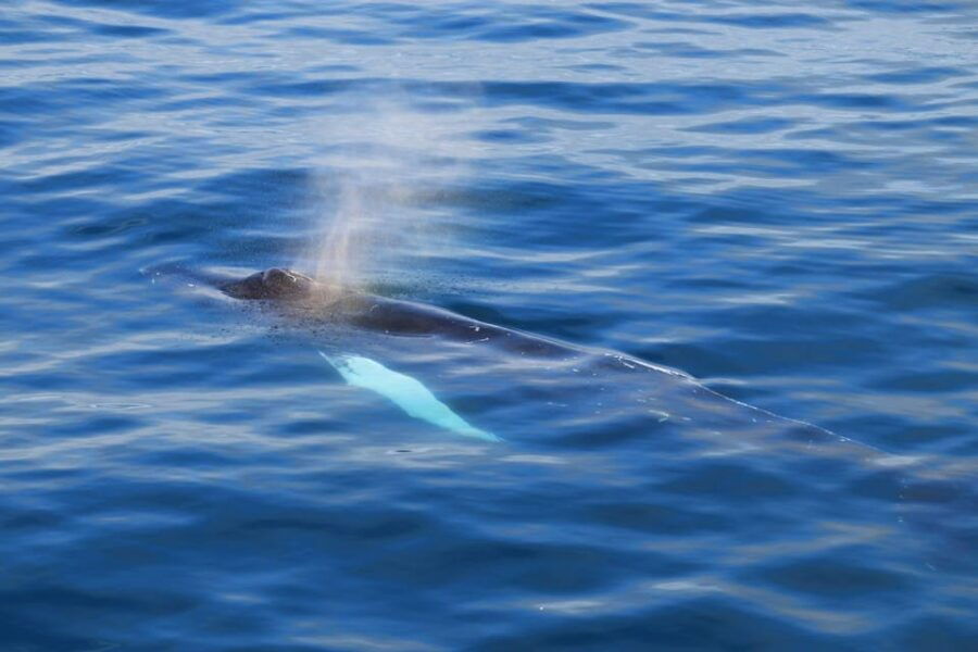 Reykjavik: Whale Watching Tour with Express Option - Introduction to the Whale Watching Experience