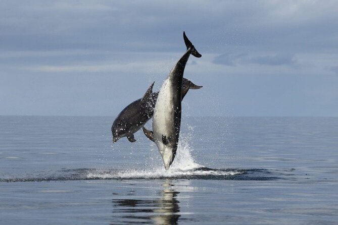 Romantic Boat Trip with Dolphin Watching - The Experience: What to Expect