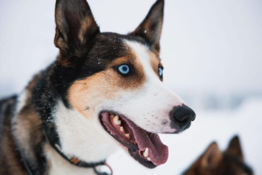 Rovaniemi: Arctic Circle Long Trail Husky Adventure - A Closer Look at the Husky Adventure Experience