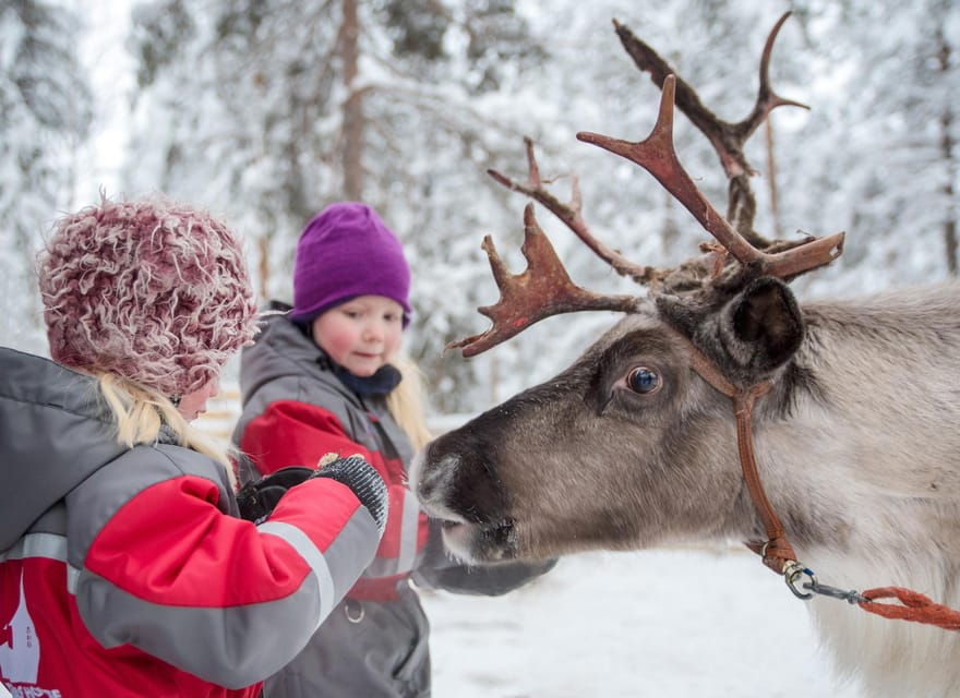 Rovaniemi: Arctic Reindeer Experience with Lunch - Exploring the Reindeer Experience in Rovaniemi: What’s Included and What to Expect