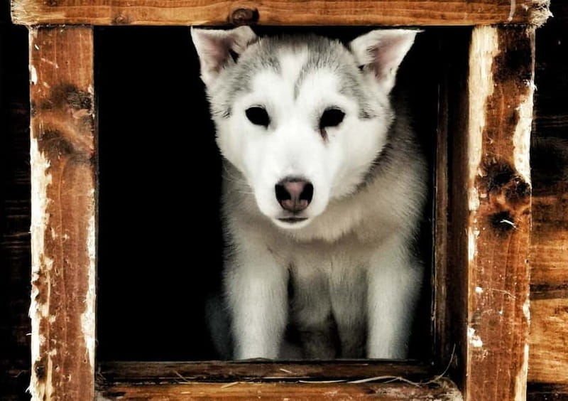 Rovaniemi: Autumn Husky Ride on Wheels - Good To Know