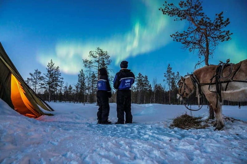 Rovaniemi: Horse Sleigh Ride under the Night Sky - The Experience: What You Can Expect