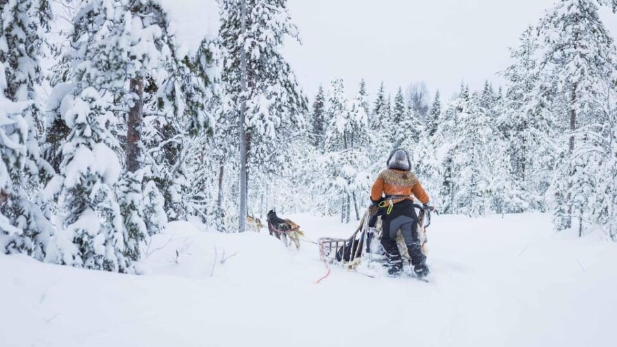 Rovaniemi: Husky Farm Visit with a Sledge Ride - An In-Depth Look at the Experience