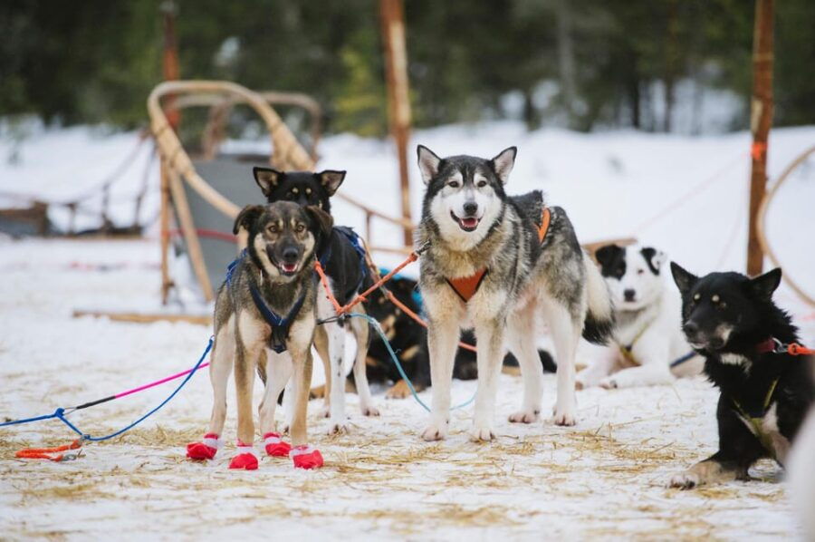 Rovaniemi: One Hour Husky Experience - The Experience: What to Expect from Start to Finish