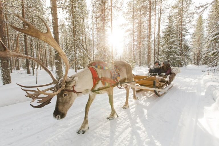 Rovaniemi: Reindeer, Huskies, Santa’s Pets & Aurora Hunt