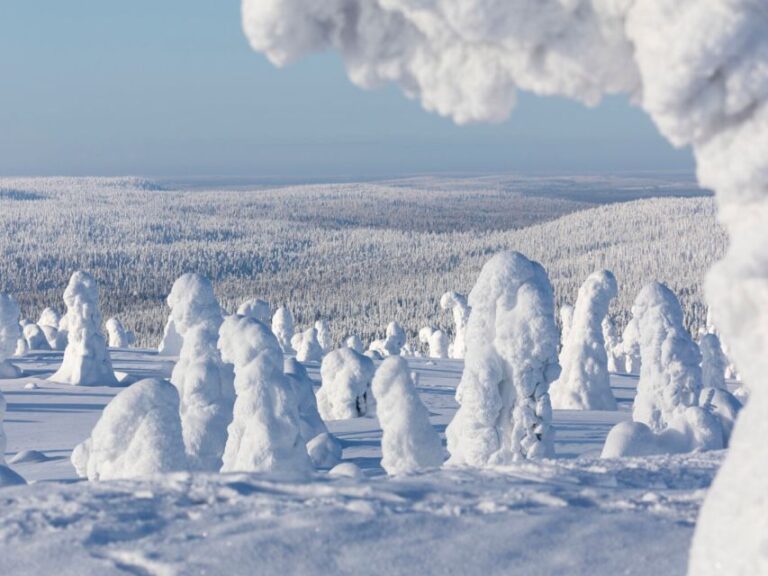 Rovaniemi: Riisitunturi Full-Day Wilderness Adventure & BBQ