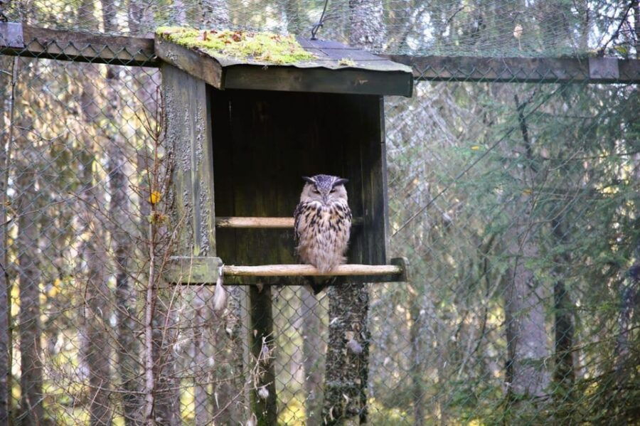 Rovaniemi: trip to the Ranua Zoo (transportation, tickets) - Value and Practical Considerations